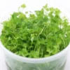 Japanischer Wassernabel, Hydrocotyle tripartita, In Vitro