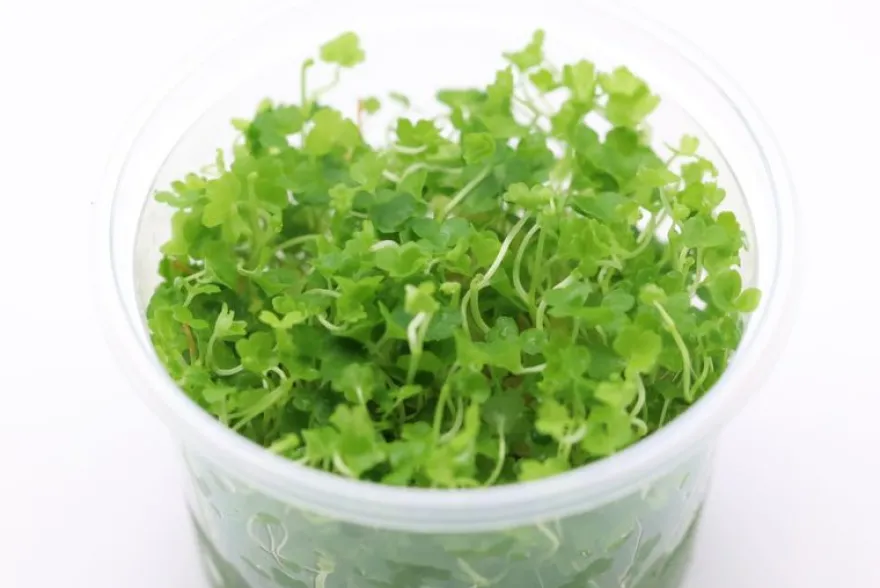 Japanischer Wassernabel, Hydrocotyle tripartita, In Vitro