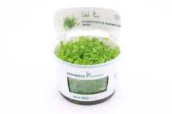 Japanischer Wassernabel, Hydrocotyle tripartita, In Vitro