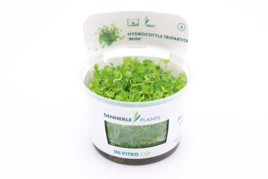 Japanischer Wassernabel, Hydrocotyle tripartita, In Vitro