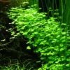 Japanischer Wassernabel, Hydrocotyle cf. tripartita (H. sp. "Japan"), im Topf