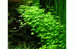 Japanischer Wassernabel, Hydrocotyle cf. tripartita (H. sp. "Japan"), im Topf