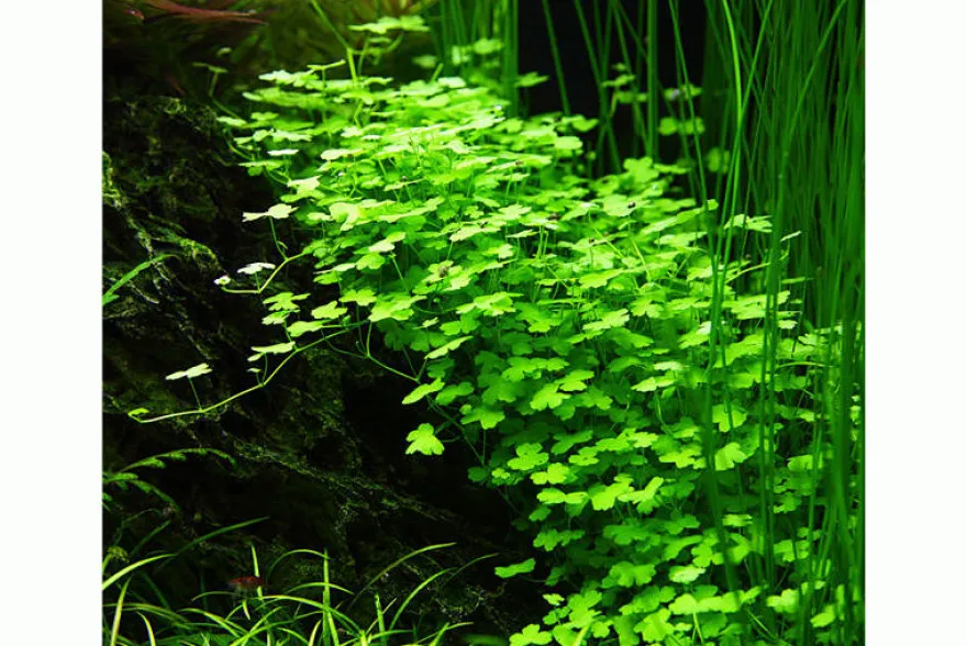 Japanischer Wassernabel, Hydrocotyle cf. tripartita (H. sp. "Japan"), im Topf