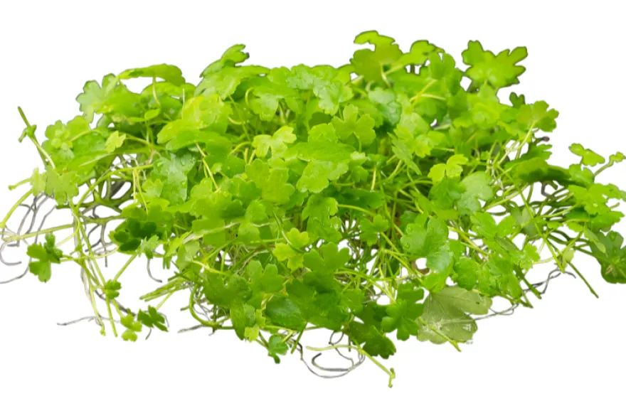 Japanischer Wassernabel, Hydrocotyle cf. tripartita (H. sp. "Japan"), im Topf