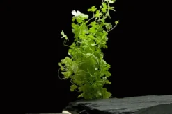 Japanischer Wassernabel, Hydrocotyle cf. tripartita (H. sp.