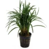 Japanischer Zwergschlangenbart, Ophiopogon japonicus "Kyoto Minima"