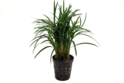 Japanischer Zwergschlangenbart, Ophiopogon japonicus "Kyoto Minima"