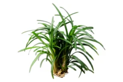 Japanischer Zwergschlangenbart, Ophiopogon japonicus "Kyoto Minima"