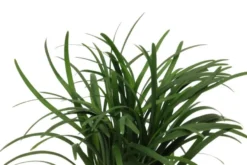 Japanischer Zwergschlangenbart, Ophiopogon japonicus