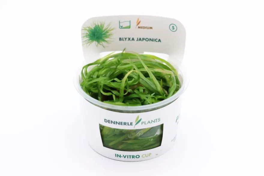 Japanisches Fadenkraut, Blyxa japonica, In Vitro