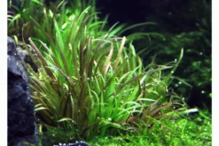 Japanisches Fadenkraut, Blyxa japonica, In Vitro