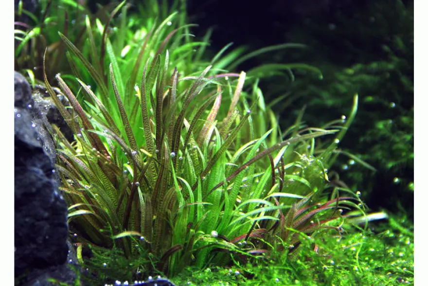 Japanisches Fadenkraut, Blyxa japonica, In Vitro