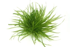 Japanisches Fadenkraut, Blyxa japonica, In Vitro