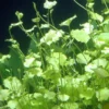 Japanisches Schaumkraut, Cardamine lyrata, im Topf (Auslaufartikel)