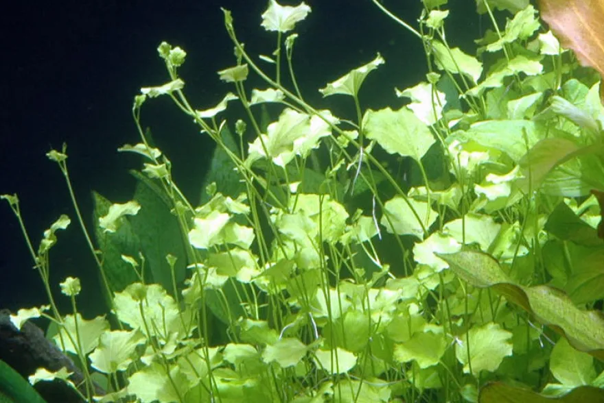 Japanisches Schaumkraut, Cardamine lyrata, im Topf (Auslaufartikel)