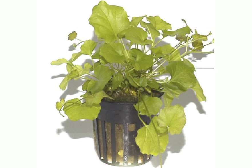 Japanisches Schaumkraut, Cardamine lyrata, im Topf (Auslaufartikel)