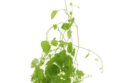 Japanisches Schaumkraut, Cardamine lyrata, im Topf (Auslaufartikel)