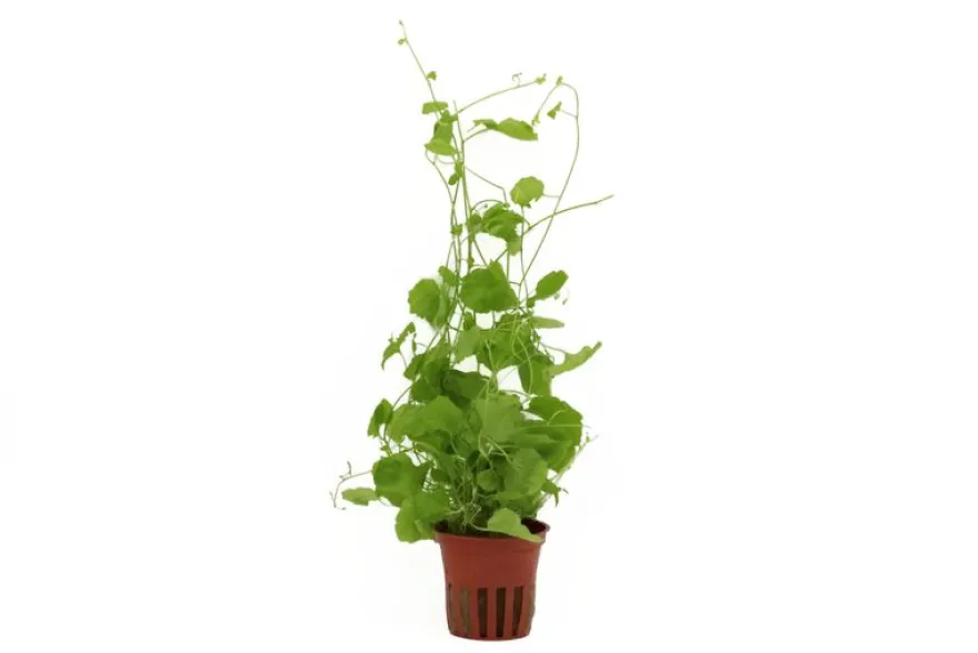 Japanisches Schaumkraut, Cardamine lyrata, im Topf (Auslaufartikel)