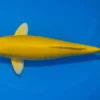 Japan Koi Ikarashi Tosai Kigoi, Cyprinus carpio, 13-15 cm