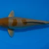 Japan Koi Ikarashi Tosai Ochiba, Cyprinus carpio, 13-15 cm