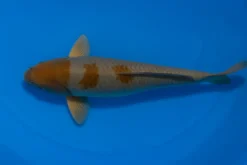 Japan Koi Ikarashi Tosai Ochiba, Cyprinus carpio, 13-15 cm