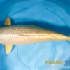 Japan Koi Marudo Mukashi, Cyprinus carpio, 15-17 cm