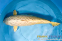 Japan Koi Marudo Mukashi, Cyprinus carpio, 15-17 cm