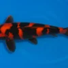Japan Koi Miyako Tosai Hi Utsuri, Cyprinus carpio, 13-16 cm