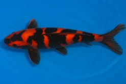 Japan Koi Miyako Tosai Hi Utsuri, Cyprinus carpio, 13-16 cm