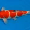 Japan Koi Miyako Tosai Kohaku, Cyprinus carpio, 11-13 cm