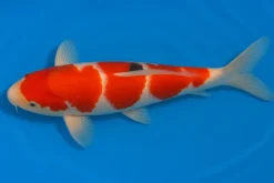 Japan Koi Miyako Tosai Kohaku, Cyprinus carpio, 11-13 cm