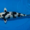 Japan Koi Miyako Tosai Shiro Utsuri, Cyprinus carpio, 8-11 cm
