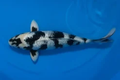 Japan Koi Miyako Tosai Shiro Utsuri, Cyprinus carpio, 8-11 cm