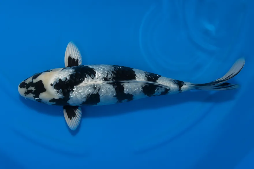Japan Koi Miyako Tosai Shiro Utsuri, Cyprinus carpio, 8-11 cm