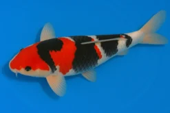 Japan Koi Miyako Tosai Showa, Cyprinus carpio, 11-13 cm