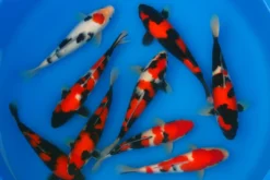 Japan Koi Miyako Tosai Showa, Cyprinus carpio, 11-13 cm