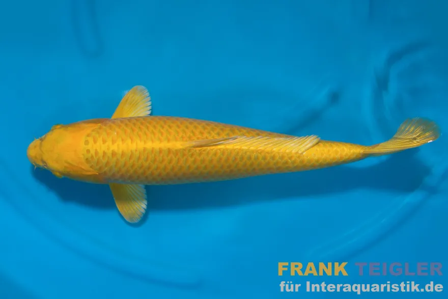 Japan Koi Suda Tosai Ginrin Yamabuki, Cyprinus carpio, 15-17 cm