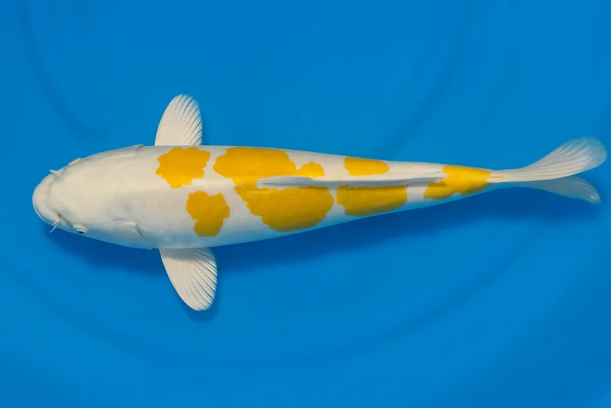Japan Koi Tanaka Tosai Doitsu Hariwake, Cyprinus carpio, 15-18 cm