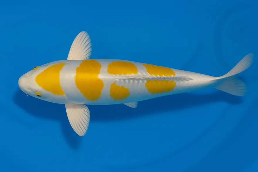 Japan Koi Tanaka Tosai Doitsu Hariwake, Cyprinus carpio, 15-18 cm