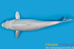Japan Koi Tanaka Tosai Platin Ogon, Cyprinus carpio, 15-18 cm