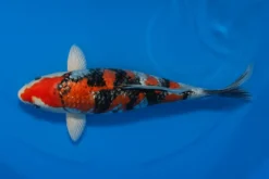 Japan Koi Yagenji Tosai Beni Kikokuryu, Cyprinus carpio, 13-16 cm