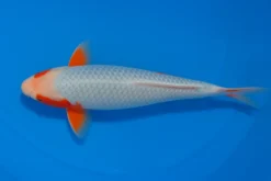 Japan Koi Yagenji Tosai Ginrin Yuki Asagi, Cyprinus carpio, 13-16 cm