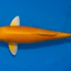 Japan Koi Yagenji Tosai Orenji Ogon, Cyprinus carpio, 13-16 cm
