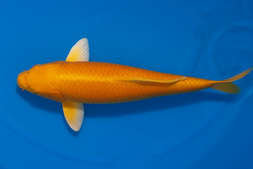 Japan Koi Yagenji Tosai Orenji Ogon, Cyprinus carpio, 13-16 cm