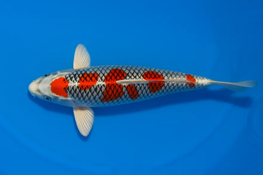 Japan Koi Yamanaka Tosai Kujaku, Cyprinus carpio, 13-18 cm