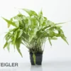 Javafarn, Microsorum pteropus, XL Topf, Mutterpflanze