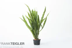 Javafarn, Microsorum pteropus, XL Topf, Mutterpflanze