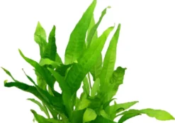Javafarn, Microsorum pteropus, XL Topf, Mutterpflanze