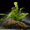 Javafarn, Microsorum pteropus, im Topf