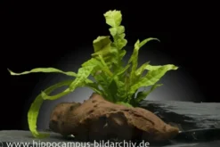 Javafarn, Microsorum pteropus, im Topf